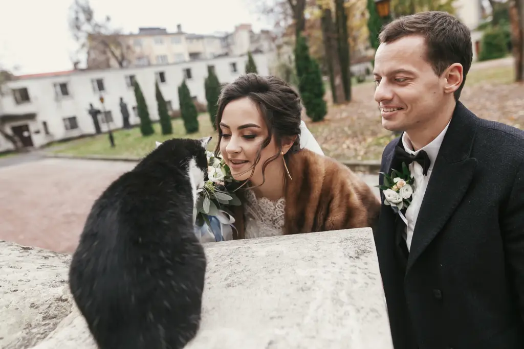 Gorgeous bride and stylish groom playing with cute black and white cat